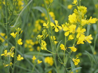 Obraz premium 菜の花