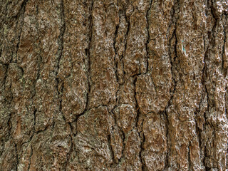 bark of a tree