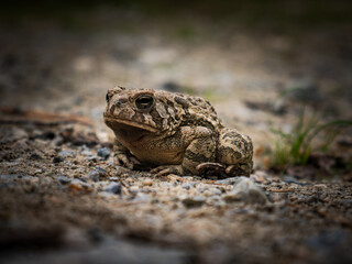 frog on the ground