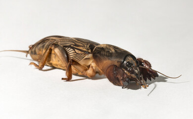 Gryllotalpa, commonly known as the European mole cricket. An insect parasitizing agricultural...
