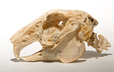 Skull of a hare on a white background. Rodent - (Lepus timidus). The bones of the head of the animal.