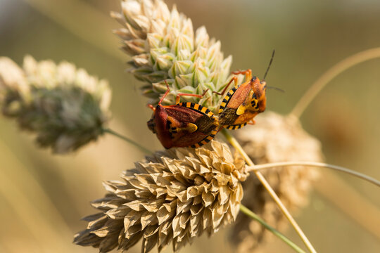 Carpocoris pudicus is a species of shield bug in the family Pentatomidae.
