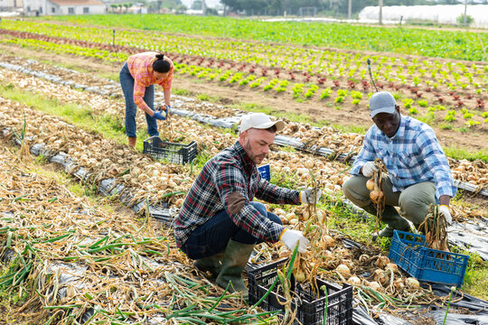 Multiracial gardeners harvesting onion on field. Plantation workers gathering onion.