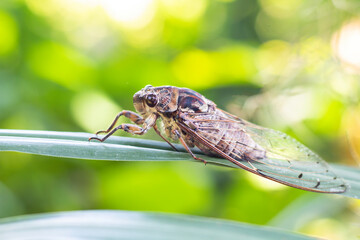 A cicada catches on a leaf in the forest.