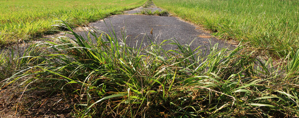 空に続く牧場の道