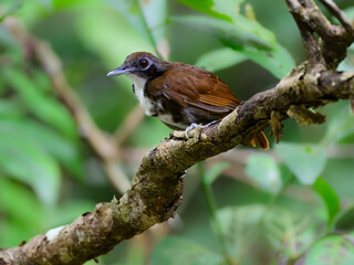 Bicolored Antbird sitting on tree branch on green background