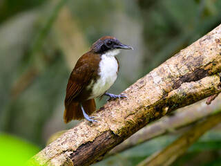 Bicolored Antbird sitting on tree branch on green background