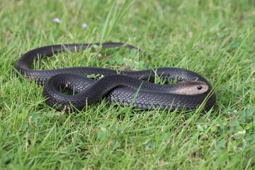 An Asian cobra called Naja sputatrix  sunbathing on a grass