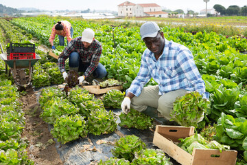 Confident male and female farm workers picking organic lettuce greens on agricultural field