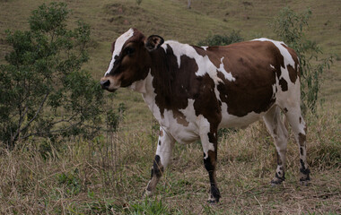 Fototapeta na wymiar The spotted cow in closeup