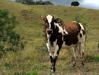 The spotted cow in closeup