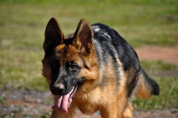 german shepherd dog