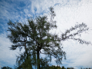 A 60 degree shot of a tree with the Mini 3 Pro with the sky as a background