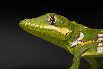 Anole Lizard head up close 