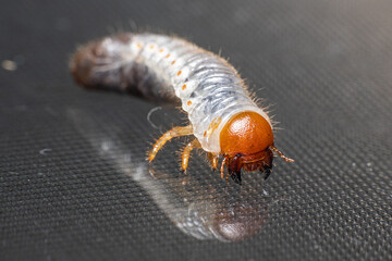 Beetle Larvae with some large teeth