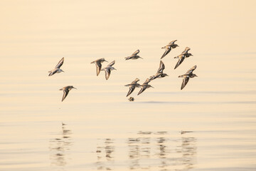 Birds flying in a group silhouette at Sunset
