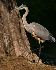 Immature Great Blue Heron