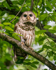 Barred Owl