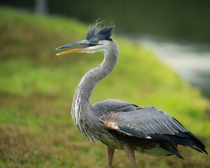 Immature Great Blue Heron