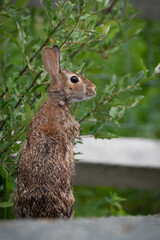 Appalachian Cottontail