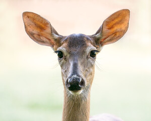 Whitetailed Doe Portrait