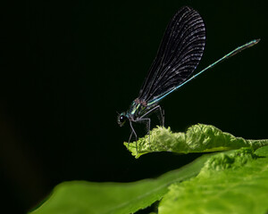 Ebony Jewelwing (Calopteryx maculata)