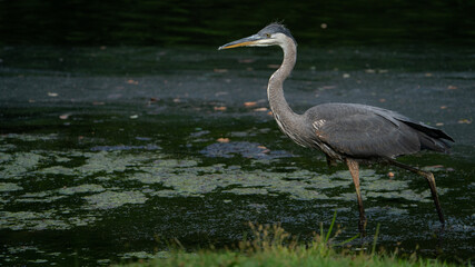 Immature Great Blue Heron Wading Through a Lake