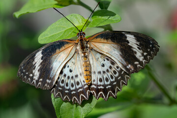 Leopard Lacewing (Female)