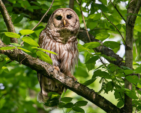 Barred Owl