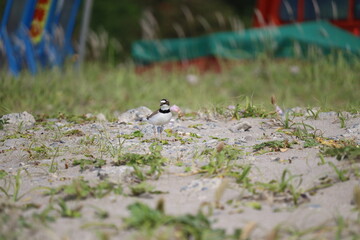 Little ringed plover nesting next to the construction site