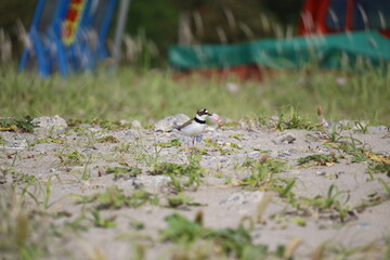 Little ringed plover nesting next to the construction site