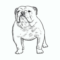 Vintage hand drawn sketch english bulldog