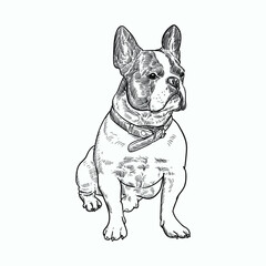 Vintage hand drawn sketch french bulldog