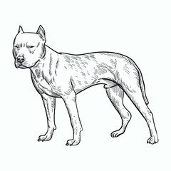 Vintage hand drawn sketch american pittbull terrier dog 