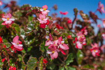 pink flowers in the garden