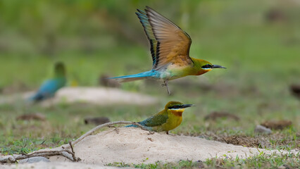 Blue-tailed Bee-eater in the wild.