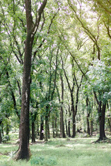 Fototapeta premium Purwodadi Botanical Garden is one of many famous attractions in Malang, East Java, Indonesia. Nature environment & forest conversation 