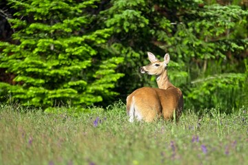 White tail deer standing in grassy field.