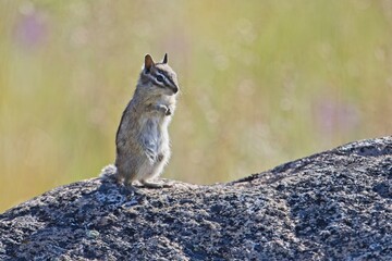 Cute chipmunk on large rock.