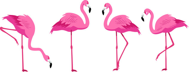 Flamingo with four poses vector flat illustration