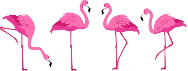 Foto auf Acrylglas Flamingo Flamingo mit vier Posen flache Vektorgrafik