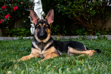 german shepherd puppy laying down in the grass