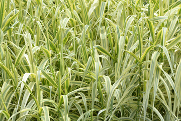 Obraz premium フイリダンチク 葉模様