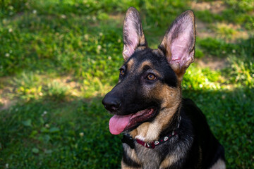 Close up of german shepherd puppy