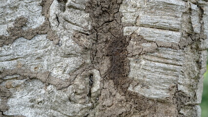 Termite, Termites eat trees around the bark. and quickly build habitats on the trees.