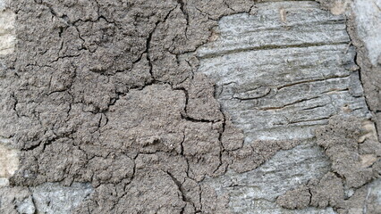 Termite Termites eat trees around the bark. and quickly build habitats on the trees.