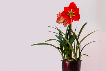 Red amaryllis flower in bloom isolated on a white background