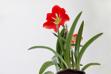 Red amaryllis flower in bloom isolated on a white background