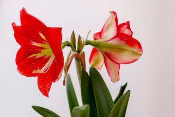 Red amaryllis flower in bloom isolated on a white background