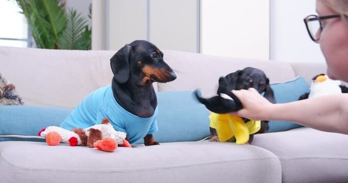 Funny dog chews toy in the shape of bee and does not give it to the owner. Young woman wants to take a toy from active greedy dachshund and give it to a puppy